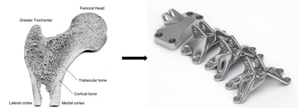 Blog 3-2-2026: Biomechanical Engineering - Botstructuur en topologie